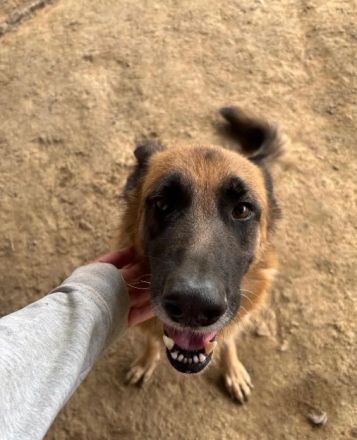 Rexy – eine treue Schäferhündin