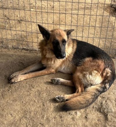 Rexy – eine treue Schäferhündin