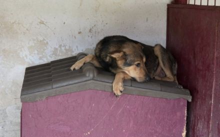 Schutzzone für Bazi gesucht
