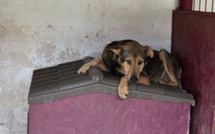 Schutzzone für Bazi gesucht