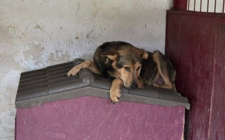 Schutzzone für Bazi gesucht