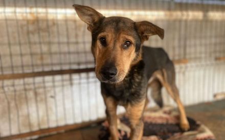 Schäferhund-Mix Bazi sucht dringend ein ruhiges Zuhause zum Ankommen