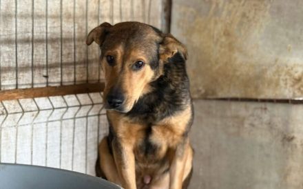 Schäferhund-Mix Bazi sucht dringend ein ruhiges Zuhause zum Ankommen