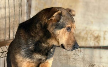 Schäferhund-Mix Bazi sucht dringend ein ruhiges Zuhause zum Ankommen