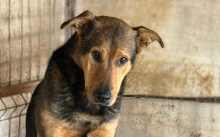 Schäferhund-Mix Bazi sucht dringend ein ruhiges Zuhause zum Ankommen