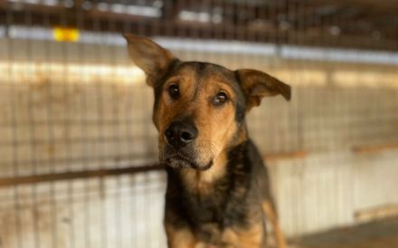 Schäferhund-Mix Bazi sucht dringend ein ruhiges Zuhause zum Ankommen