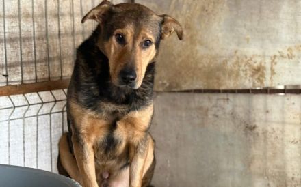 Schäferhund-Mix Bazi sucht dringend ein ruhiges Zuhause zum Ankommen