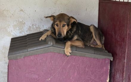 Schutzzone für Bazi gesucht