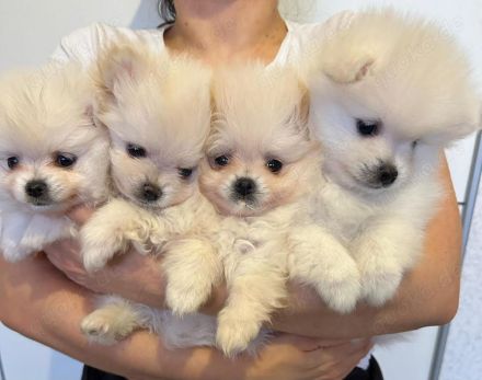 Wunderschöne Pomeranian Zwergspitz Welpen