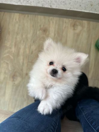 Wunderschöne Pomeranian Zwergspitz Welpen