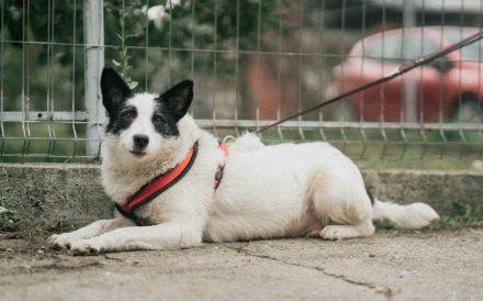 Patty: Ein Herz auf vier Pfoten voller Lebensfreude