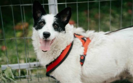 Patty: Ein Herz auf vier Pfoten voller Lebensfreude