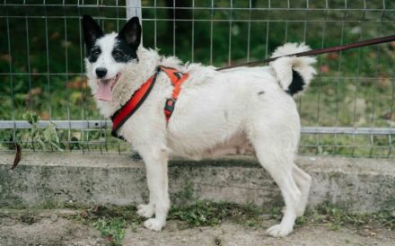 Patty: Ein Herz auf vier Pfoten voller Lebensfreude