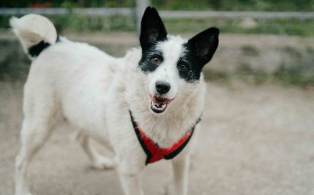 Patty: Ein Herz auf vier Pfoten voller Lebensfreude