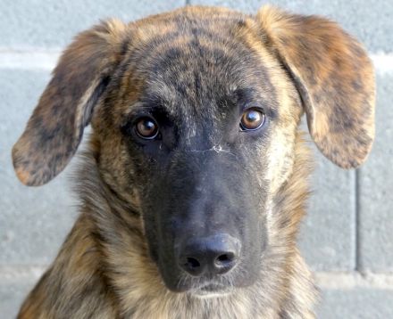 Kiwi 3, Grape, Pomegranate und Pineapple / Mischlinge