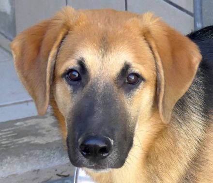 Kiwi 3, Grape, Pomegranate und Pineapple / Mischlinge