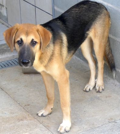 Kiwi 3, Grape, Pomegranate und Pineapple / Mischlinge