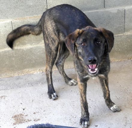 Kiwi 3, Grape, Pomegranate und Pineapple / Mischlinge