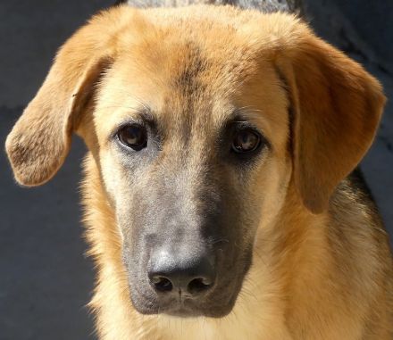 Kiwi 3, Grape, Pomegranate und Pineapple / Mischlinge