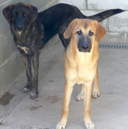 Kiwi 3, Grape, Pomegranate und Pineapple / Mischlinge