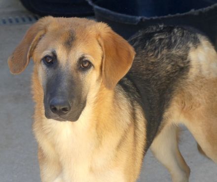 Kiwi 3, Grape, Pomegranate und Pineapple / Mischlinge