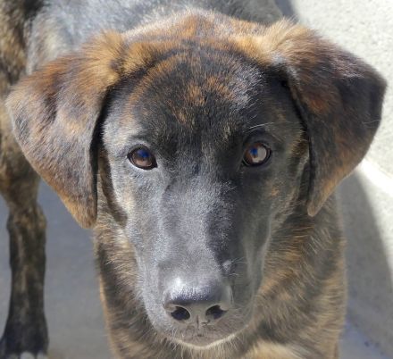 Kiwi 3, Grape, Pomegranate und Pineapple / Mischlinge