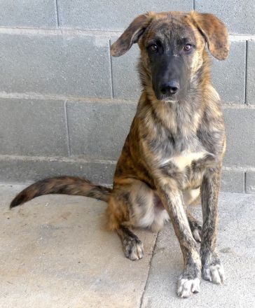 Kiwi 3, Grape, Pomegranate und Pineapple / Mischlinge