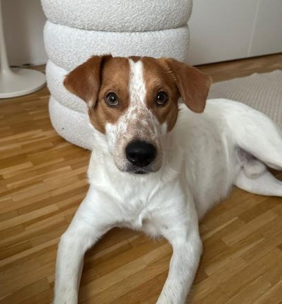 Benschi, geb. ca. 01/2025, lebt auf einer Pflegestelle in 60528 Frankfurt