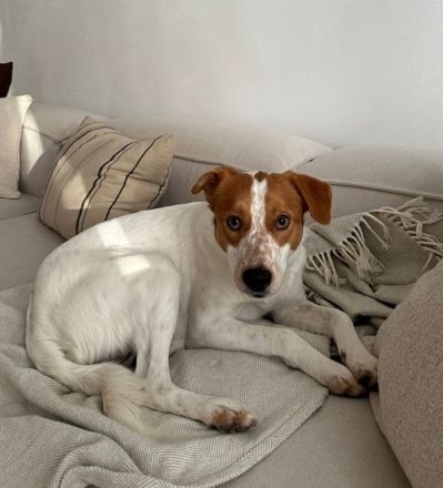 Benschi, geb. ca. 01/2025, lebt auf einer Pflegestelle in 60528 Frankfurt