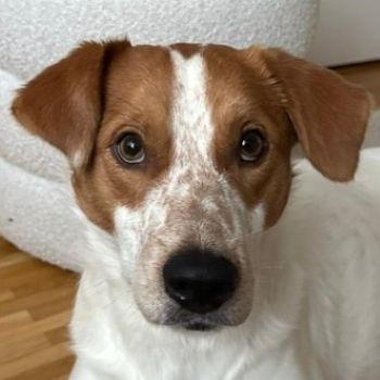 Benschi, geb. ca. 01/2025, lebt auf einer Pflegestelle in 60528 Frankfurt