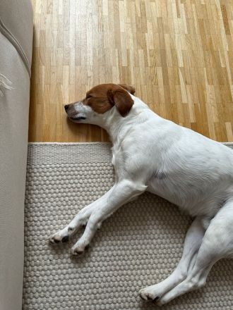 Benschi, geb. ca. 01/2025, lebt auf einer Pflegestelle in 60528 Frankfurt