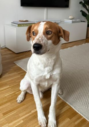 Benschi, geb. ca. 01/2025, lebt auf einer Pflegestelle in 60528 Frankfurt