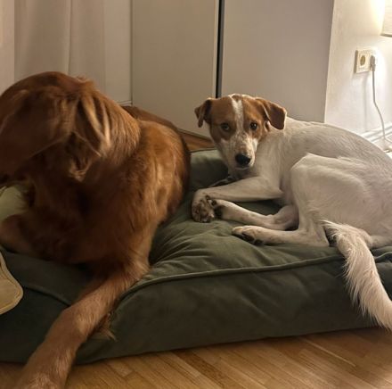 Benschi, geb. ca. 01/2025, lebt auf einer Pflegestelle in 60528 Frankfurt