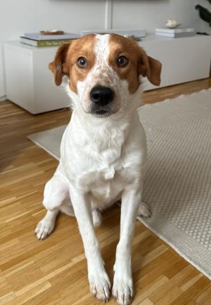 Benschi, geb. ca. 01/2025, lebt auf einer Pflegestelle in 60528 Frankfurt