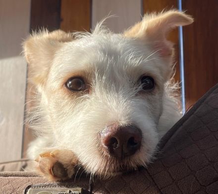 Frex, geb. ca. 07/2022, lebt auf einer Pflegestelle in 79650 Schopfheim