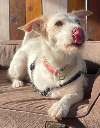 Frex, geb. ca. 07/2022, lebt auf einer Pflegestelle in 79650 Schopfheim