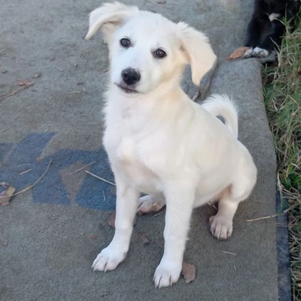 Welpe Erina / weiblich / derzeit noch in Griechenland / vorgemerkt