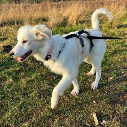 Welpe Erina / weiblich / derzeit in 56727 Mayen / Rheinland-Pfalz / vorgemerkt