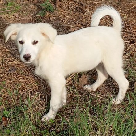 Welpe Erina / weiblich / derzeit noch in Griechenland / vorgemerkt