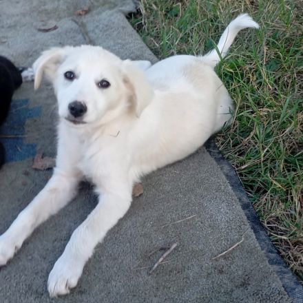 Welpe Erina / weiblich / derzeit noch in Griechenland / vorgemerkt