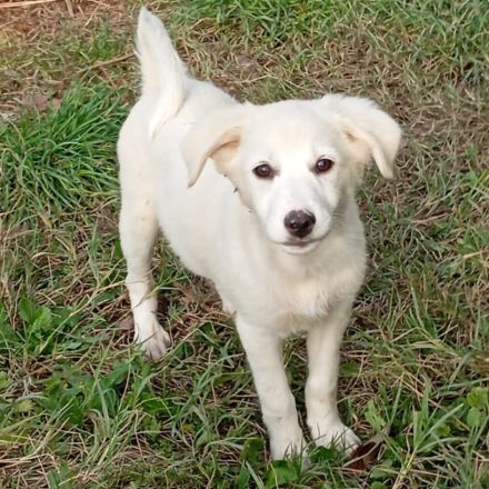 Welpe Erina / weiblich / derzeit noch in Griechenland / vorgemerkt