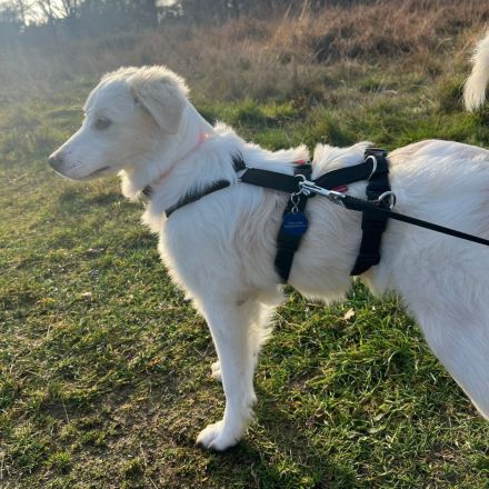 Welpe Erina / weiblich / derzeit in 56727 Mayen / Rheinland-Pfalz / vorgemerkt
