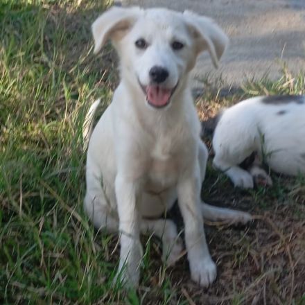 Welpe Erina / weiblich / derzeit noch in Griechenland / vorgemerkt