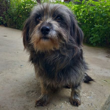 Hündin Meika / kastriert / derzeit noch in Griechenland