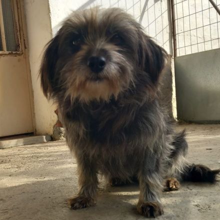 Hündin Meika / kastriert / derzeit noch in Griechenland