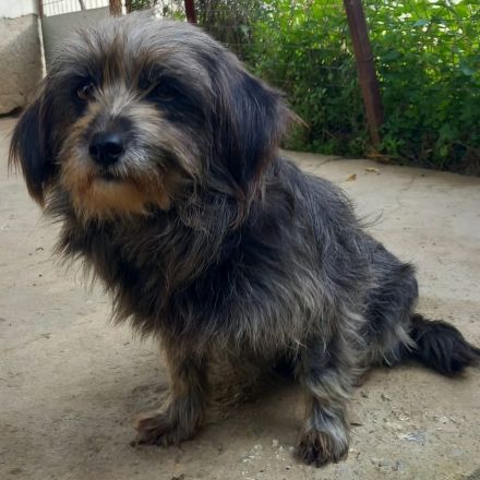 Hündin Meika / kastriert / derzeit noch in Griechenland