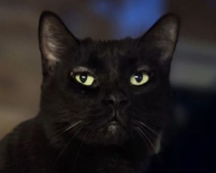 Happy, lieber, ruhiger Katzenherr sucht geduldige Menschen in einem ruhigen Zuhause