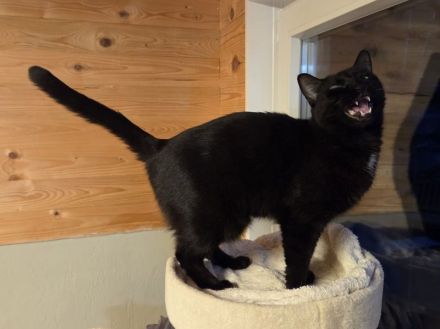 Happy, lieber, ruhiger Katzenherr sucht geduldige Menschen in einem ruhigen Zuhause