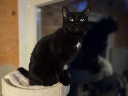 Happy, lieber, ruhiger Katzenherr sucht geduldige Menschen in einem ruhigen Zuhause