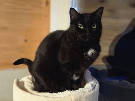 Happy, lieber, ruhiger Katzenherr sucht geduldige Menschen in einem ruhigen Zuhause